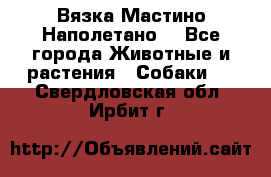 Вязка Мастино Наполетано  - Все города Животные и растения » Собаки   . Свердловская обл.,Ирбит г.